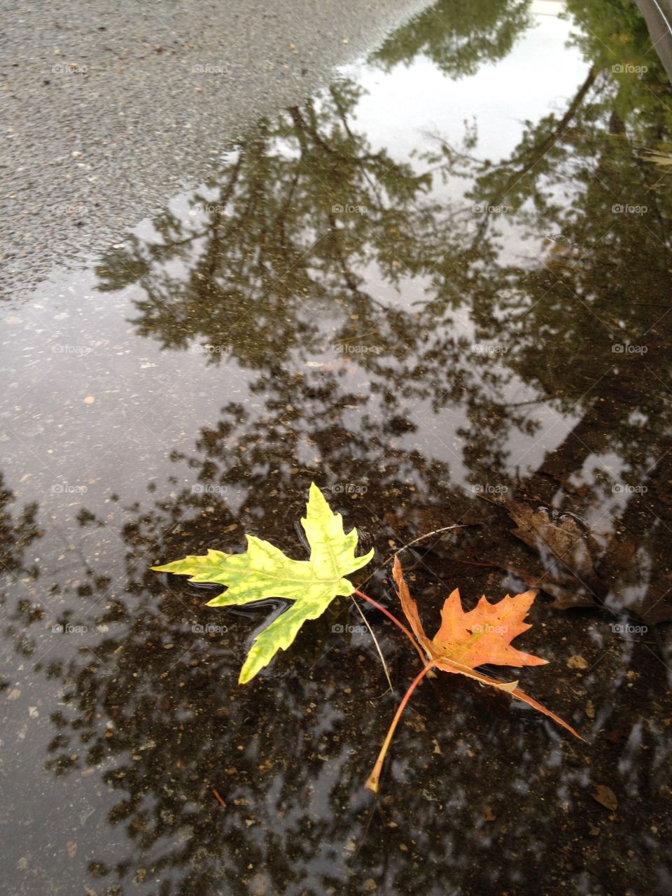 Autumn puddle - It’s Autumn Time Mission