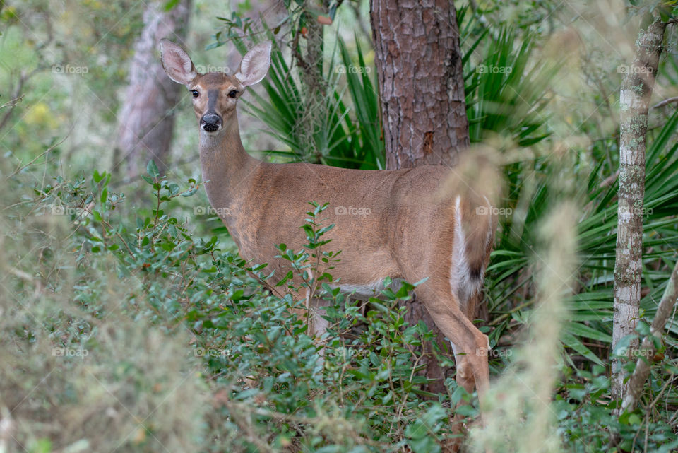 Alert deer watching in woods