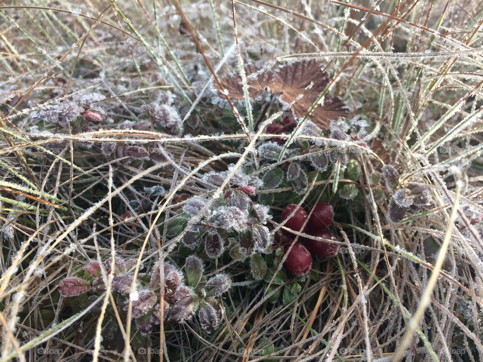 Frost berry 