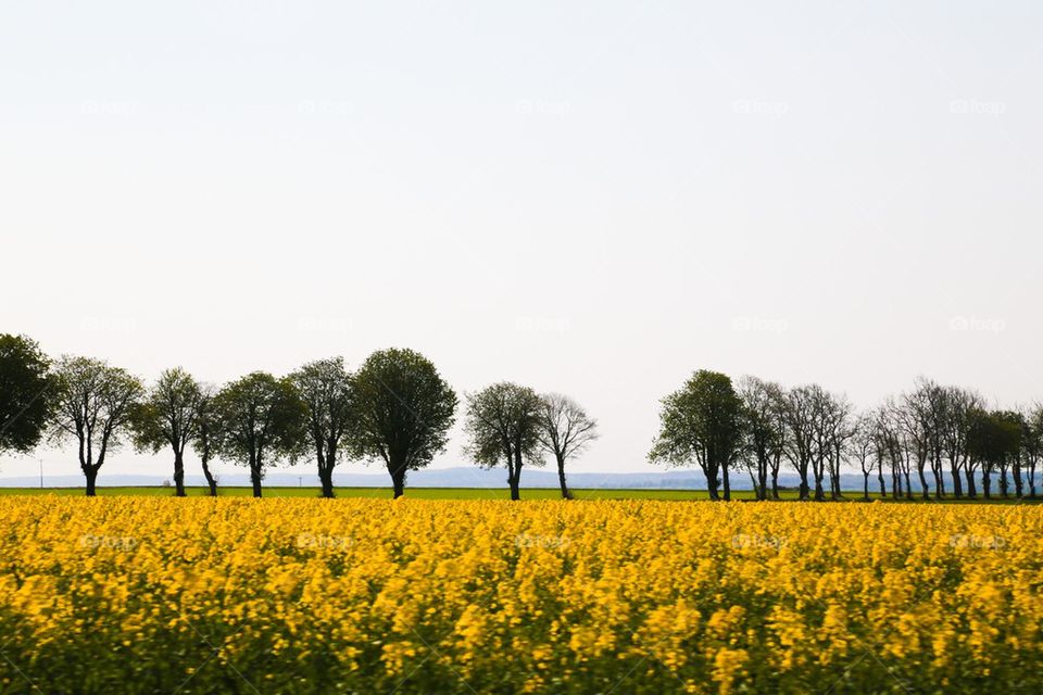 Yellow flowers in field