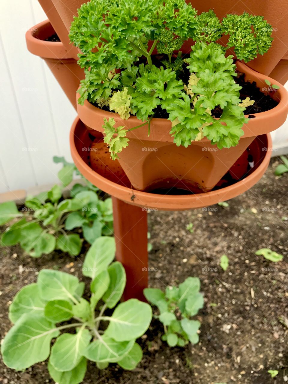 Tall Potted Plants