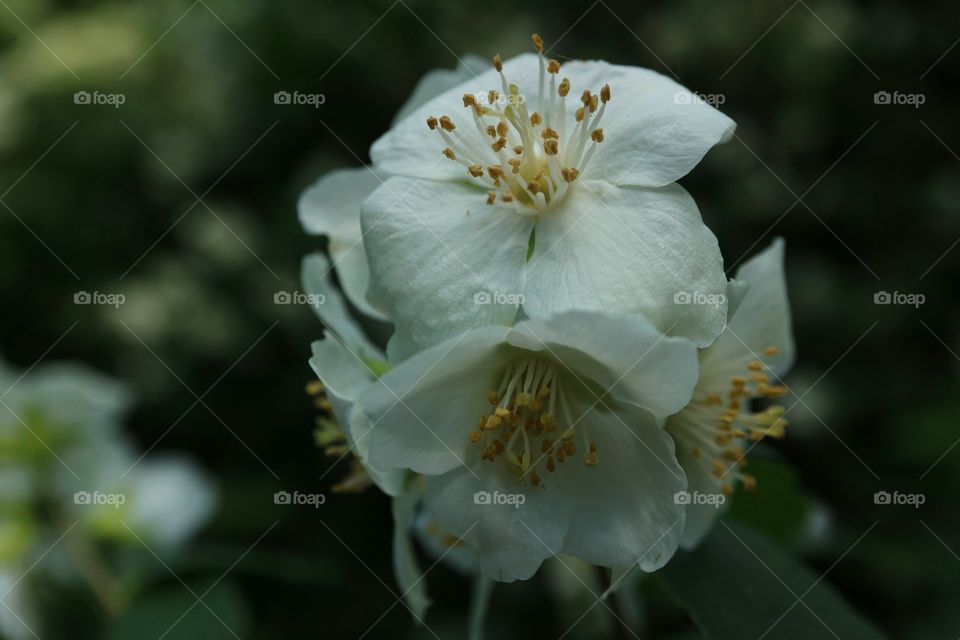 Jasmine flowers