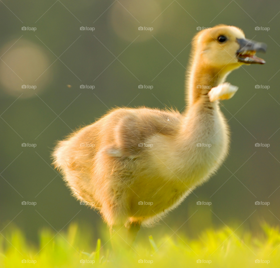 goose gosling baby goose goose eating by lightanddrawing