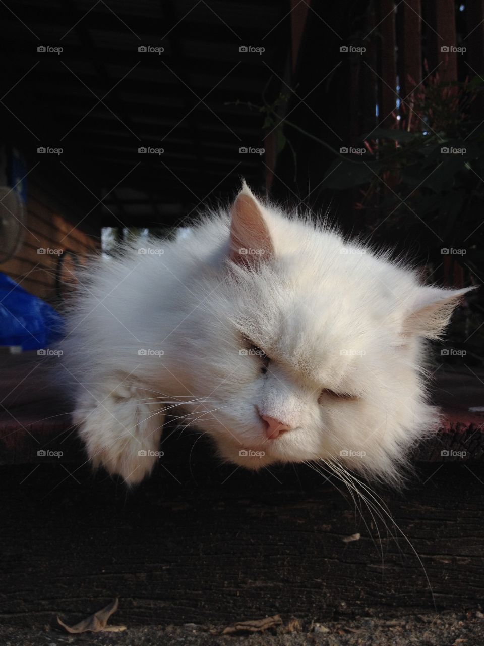 Close-up of a white cat sleeping