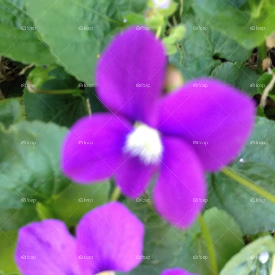 Violet 