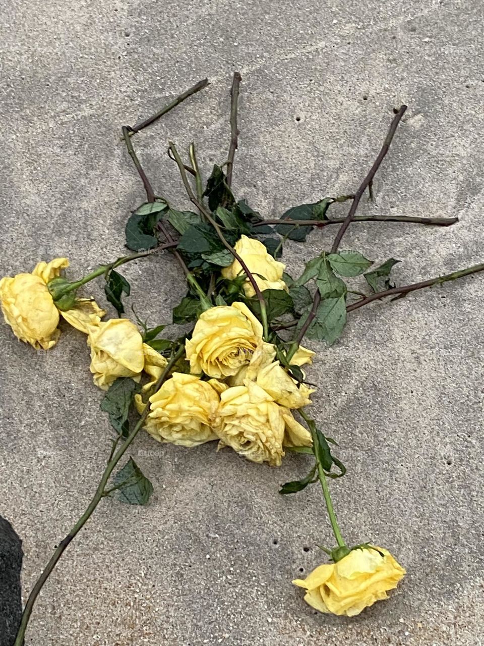 Dead Yellow Roses 