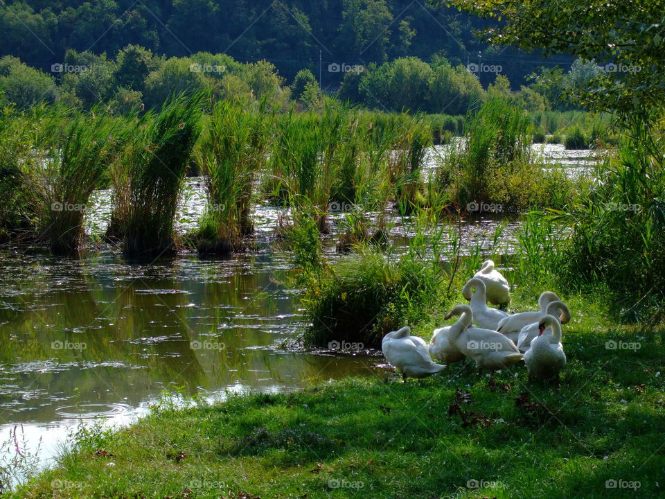 Swan at the lake.