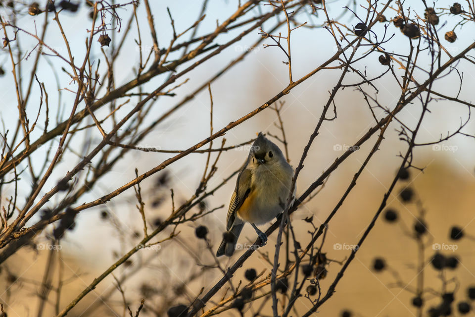 Tufted titmouse bird perched in tree