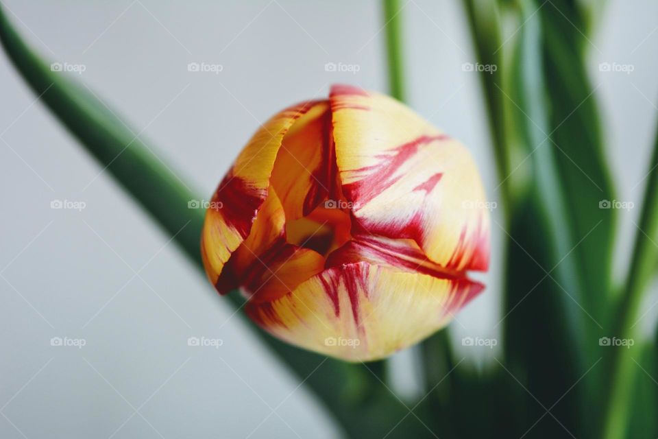 colour tulip flower beautiful texture on a white background