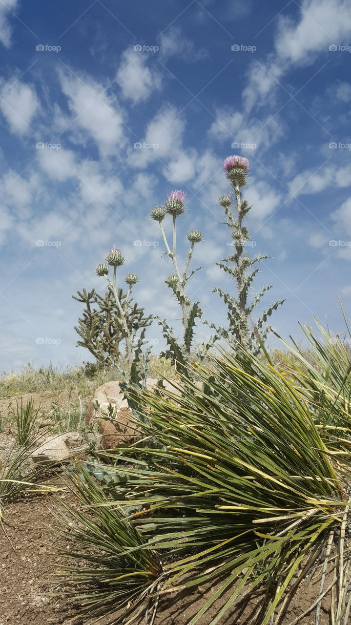 Desert Landscape