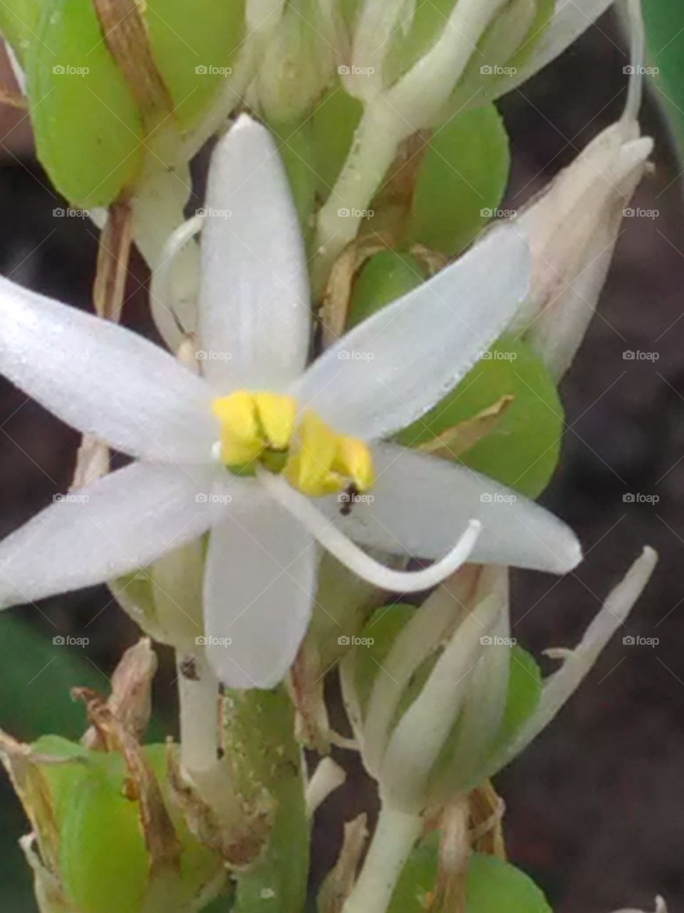 Beautiful white flowers smalling and attractive some insects.