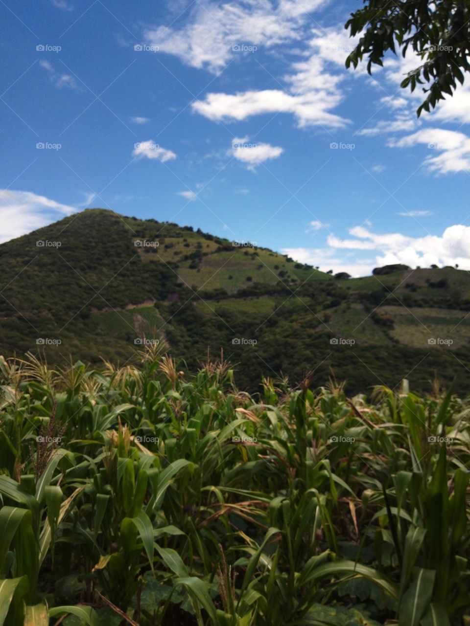 the cornfield and the field