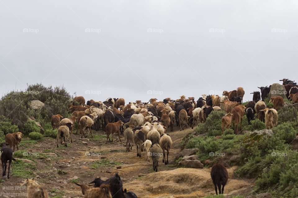 Cattle in Ethiopia 