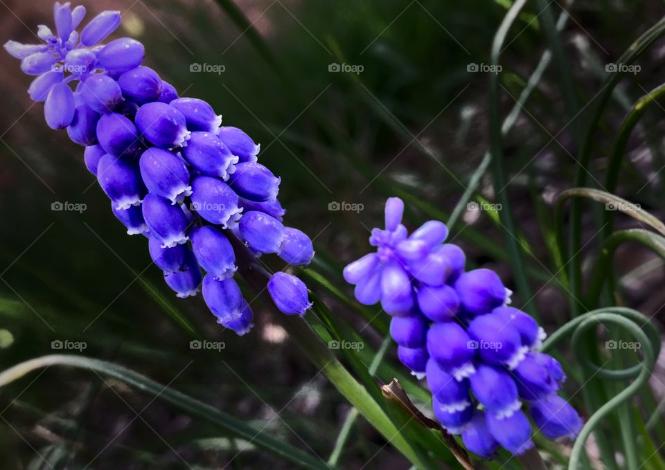 Purple hyacinths—taken in Schererville, Indiana 