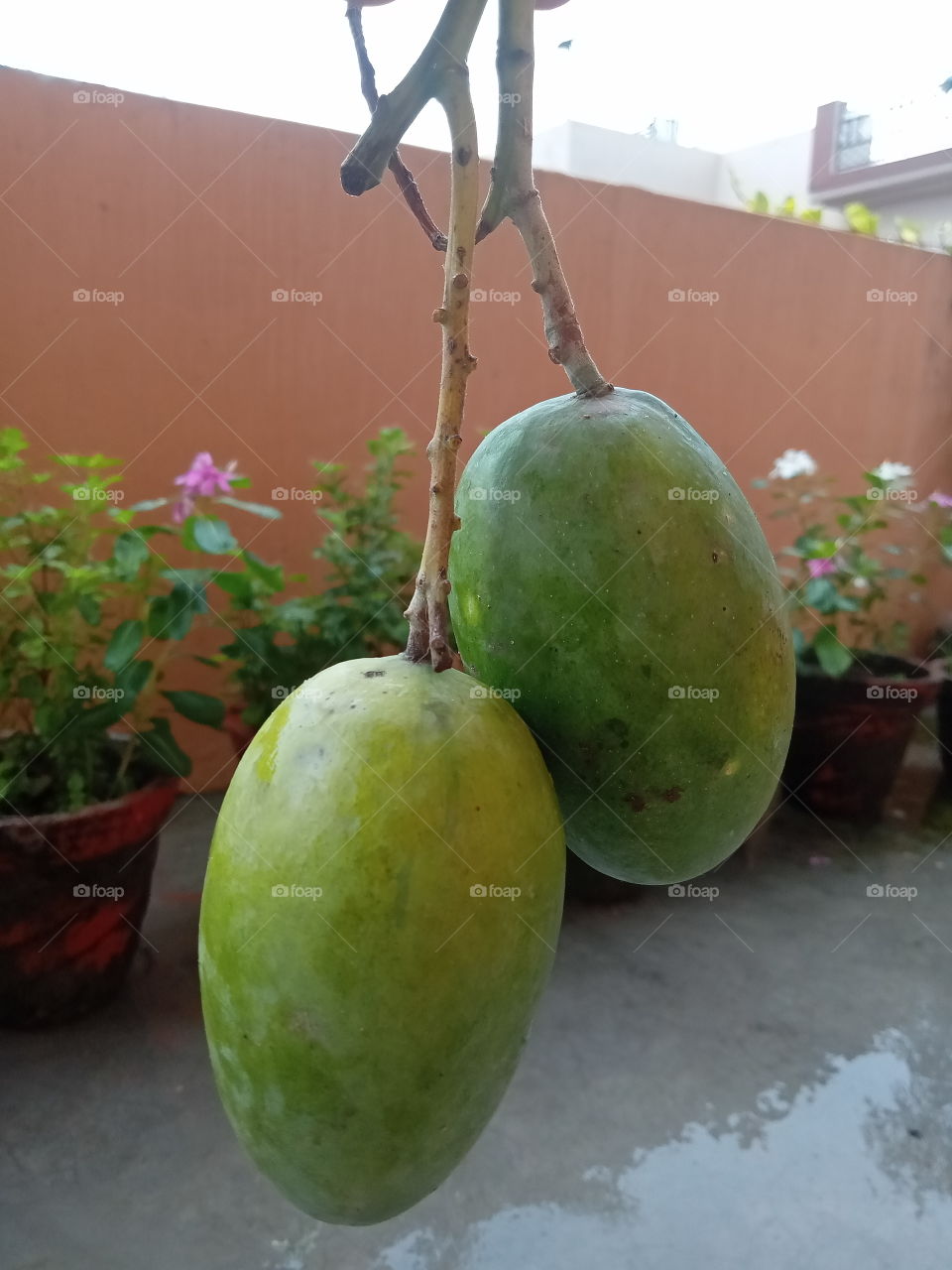 The are pulpy and juicy both, mango: the king of fruits