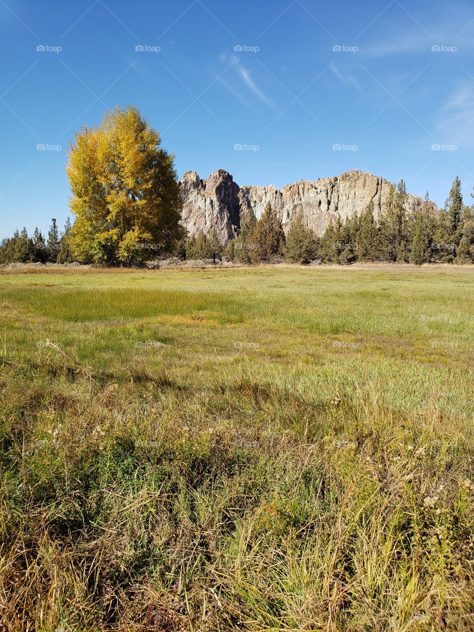 A tall tree covered in golden leaves in their vibrant fall colors in a farm field with the incredible rugged Smith Rocks in the background and bright blue sky on a sunny autumn day in Central Oregon.