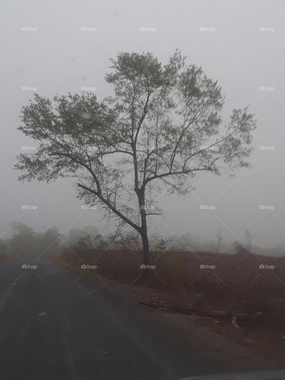 fog behind small tree