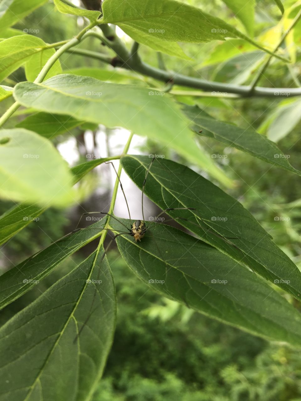 Surprise neighbor. This little guy was hanging out on the branch just across from the balcony