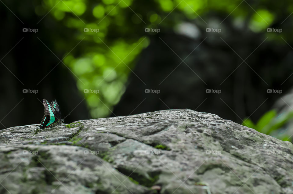 butterfly enjoying nature