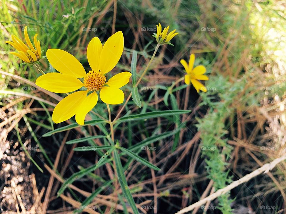 Blossom of yellow wild flowers