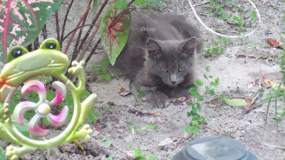 Little grey feral kitty