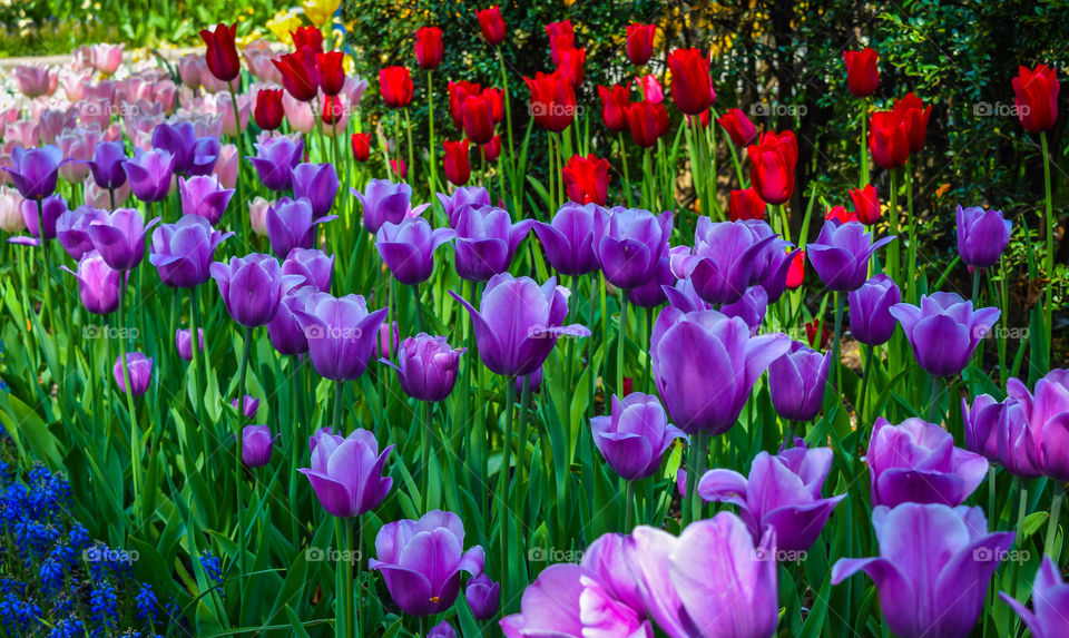 Purple and Red Tulips. smelling the flowers