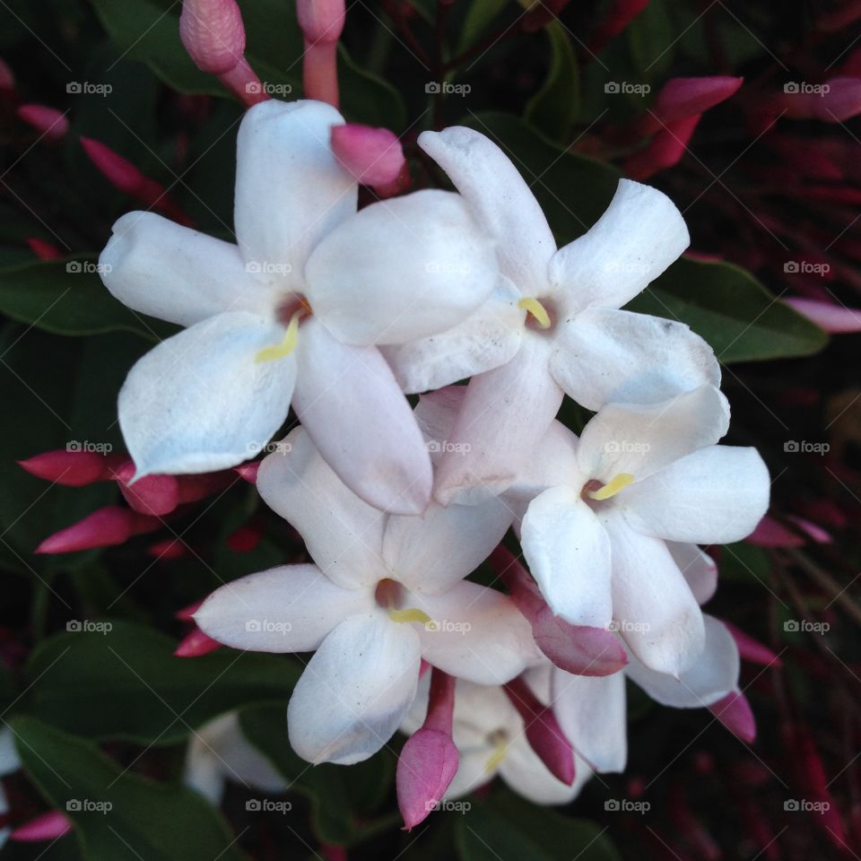 Nature's Air Freshener. Night-blooming pink jasmine, shot in Berkeley, CA. 