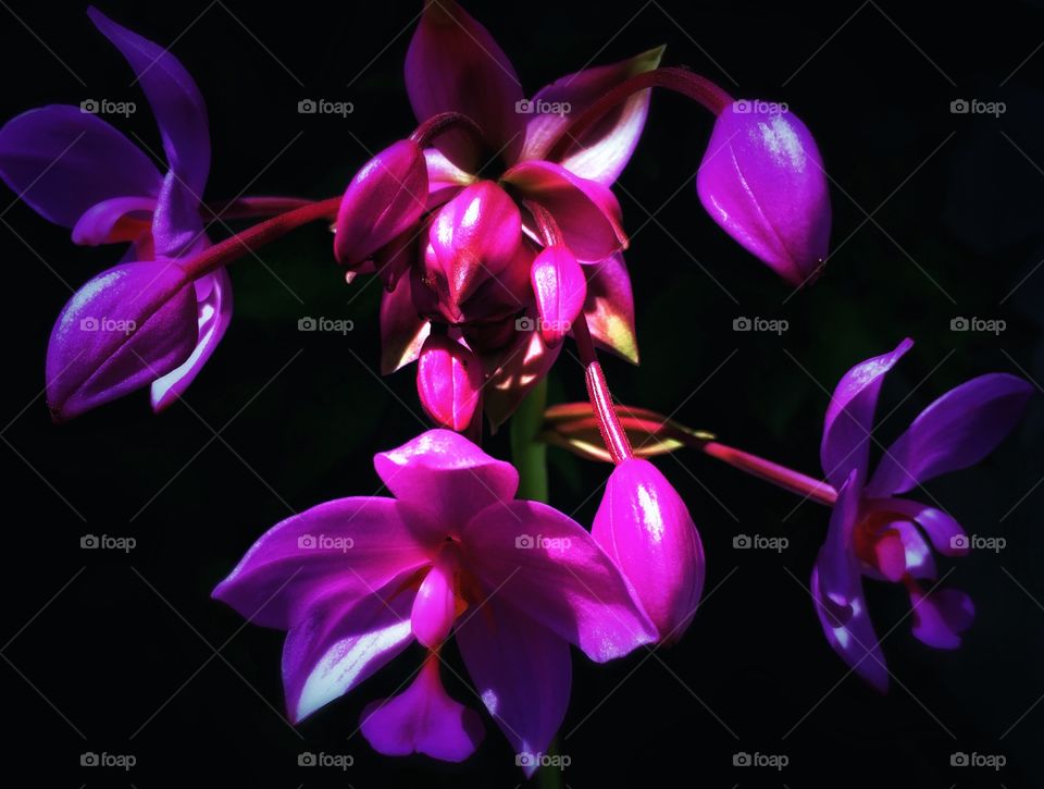 Pretty colorful plant 