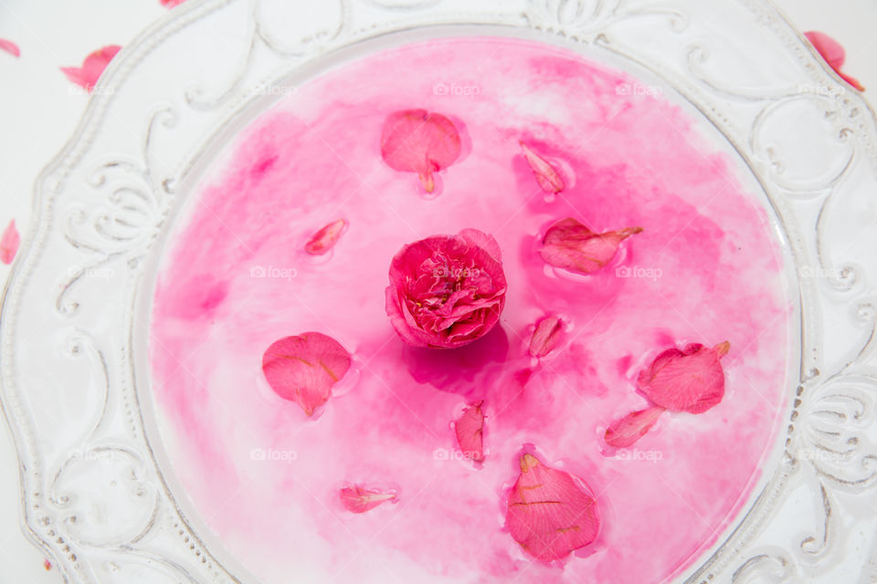 Pink! Camellia flower in white and pink liquid with petals around