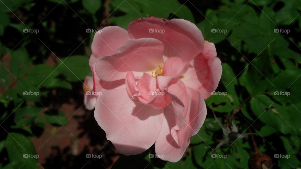 A Great Pink Flower