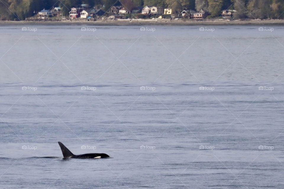 A member of a transient orca pod travels through Commencement Bay, Tacoma, Washington 