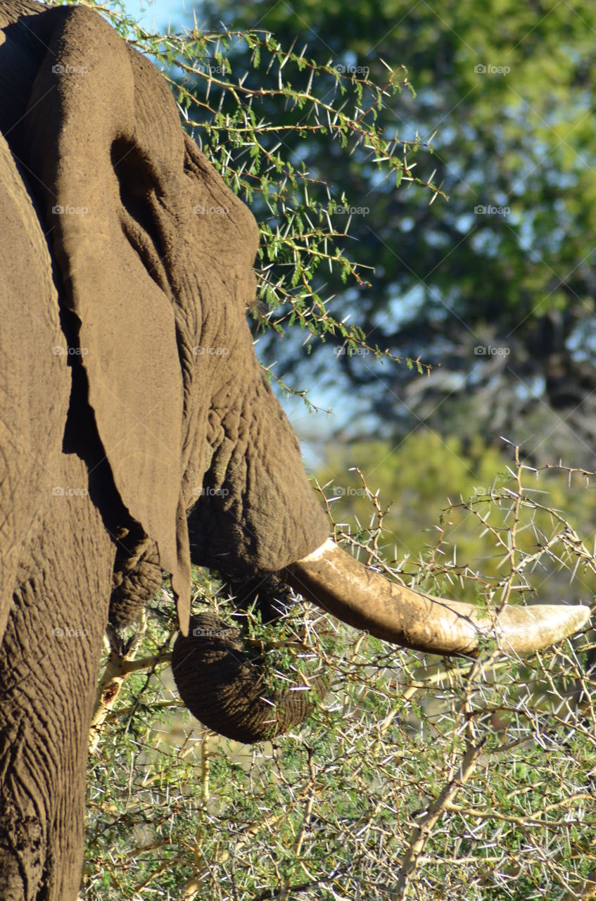 African elephant enjoying a meal