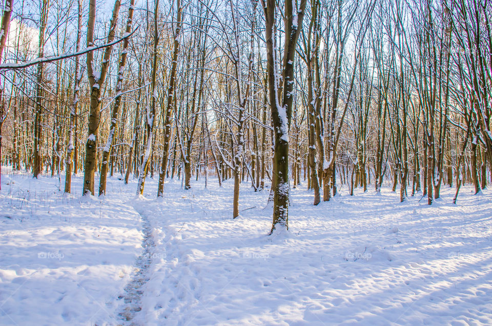 winter landscape