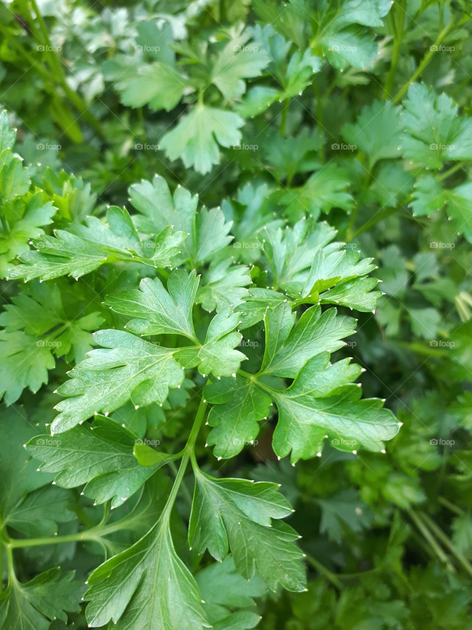 parsley