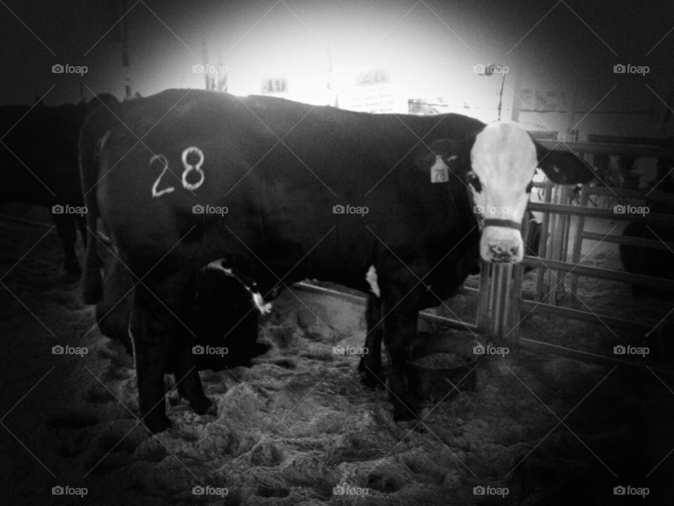 cow 28