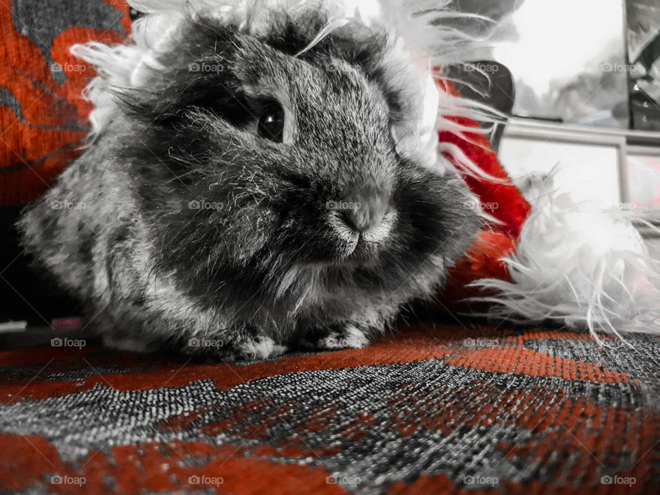 #bunny #Christmas #grey