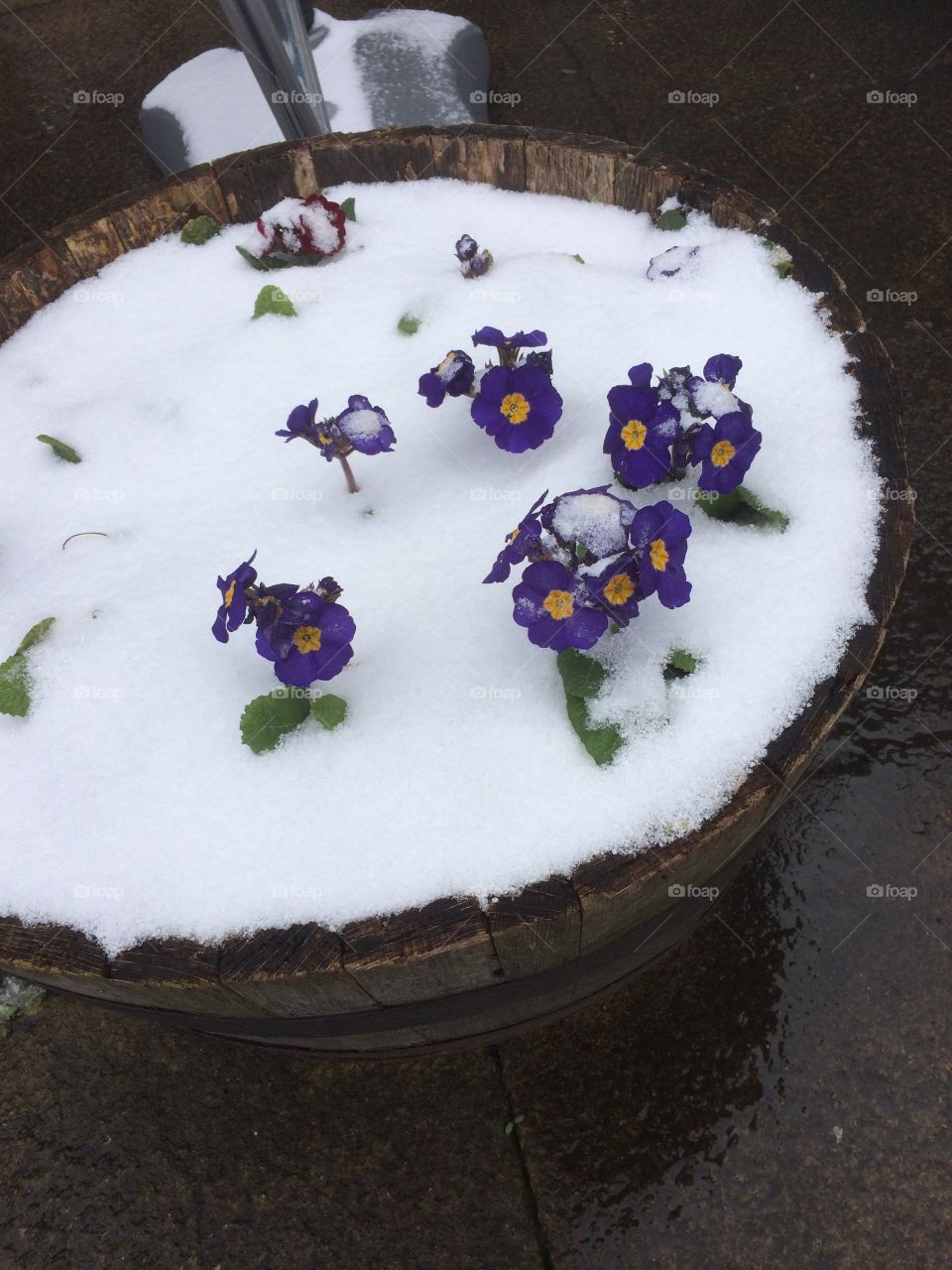 Flowers in snow 