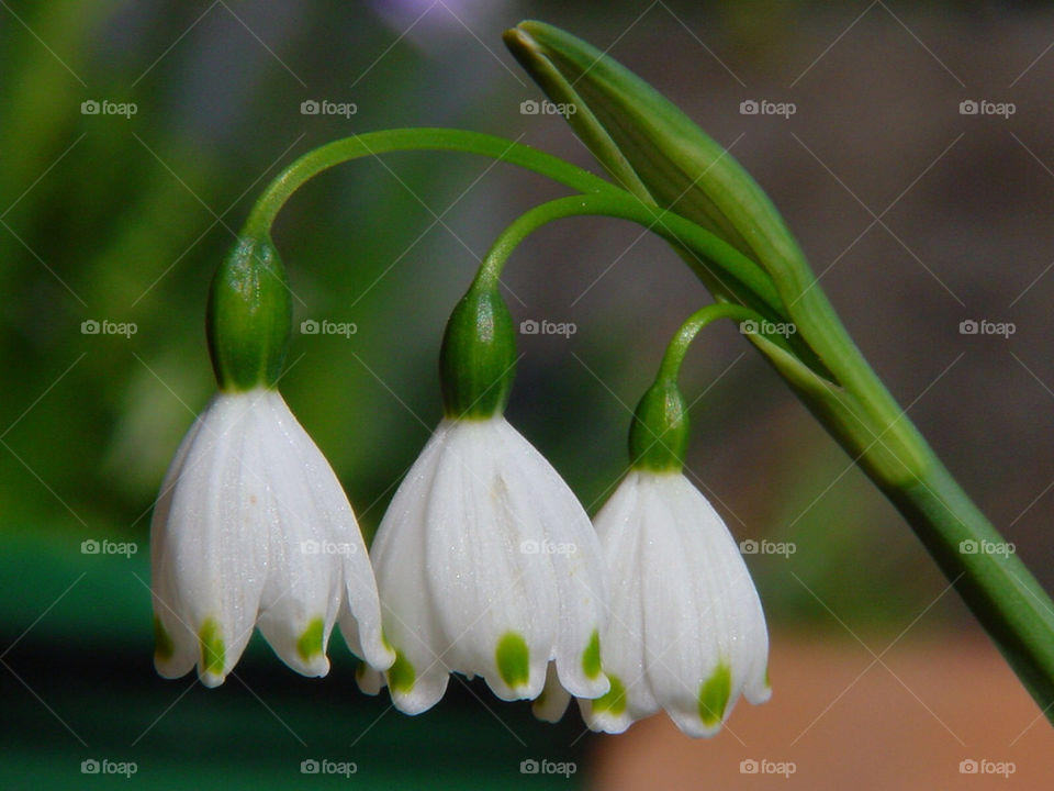 green flowers flower white by kshapley