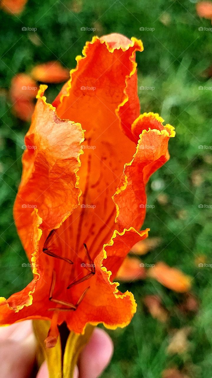 Exuberante flor que cai da árvore salpicado a grama.