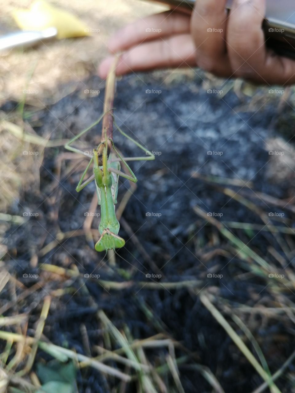 Mantis religiosa or praying mantis hanging down with stick.