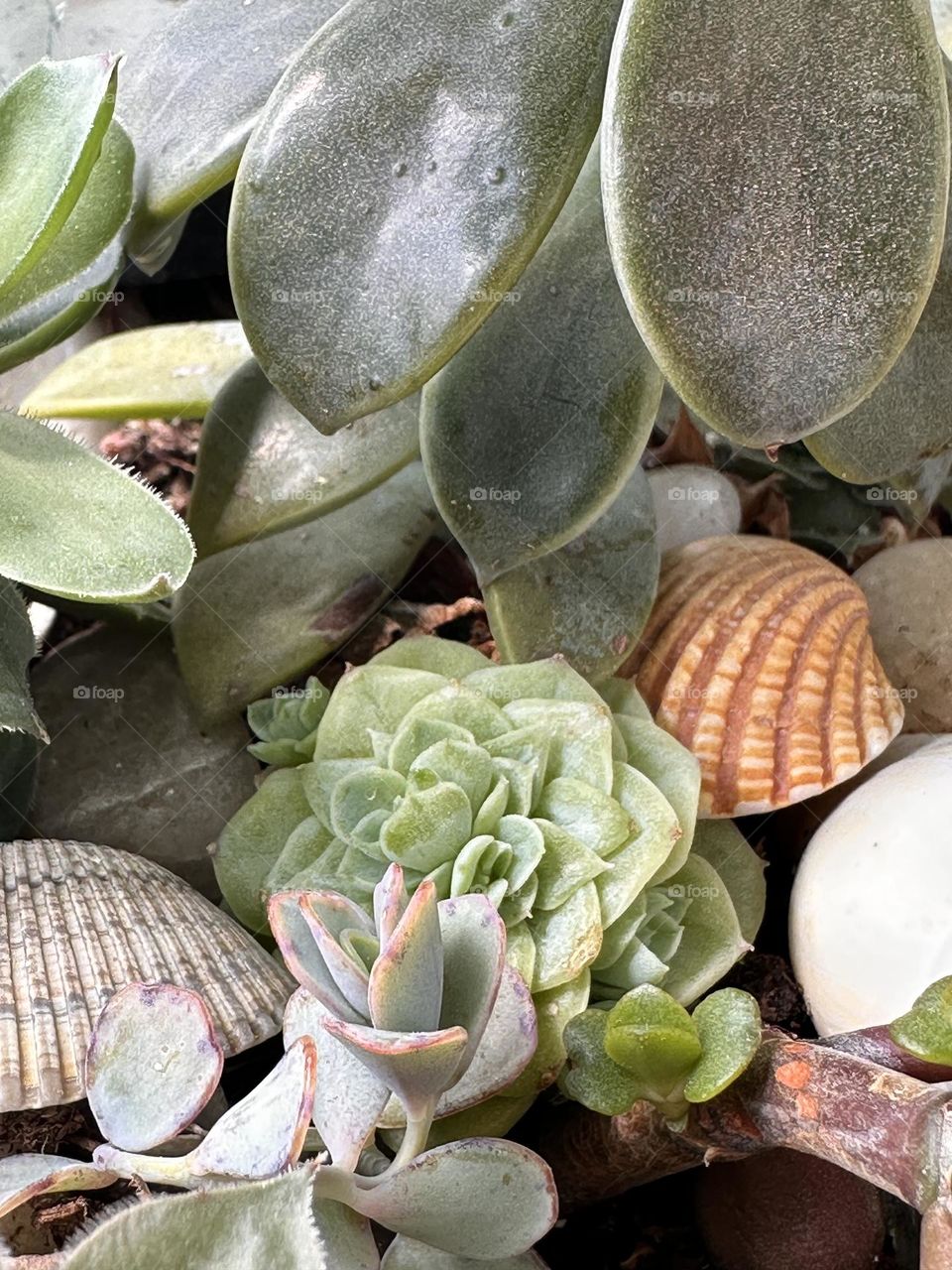 Succulents and shells in Spring 