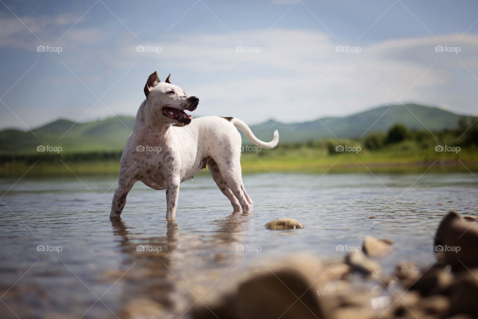 Dog standing in the water