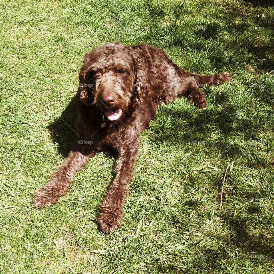 Dog, Mammal, Canine, Cute, Animal