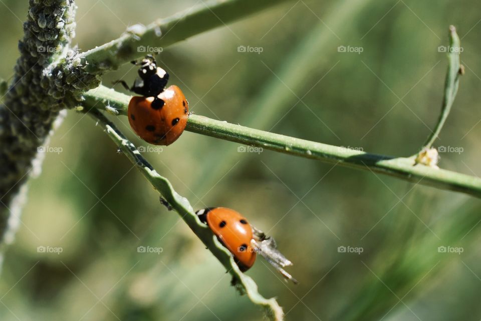 Ladybird #3