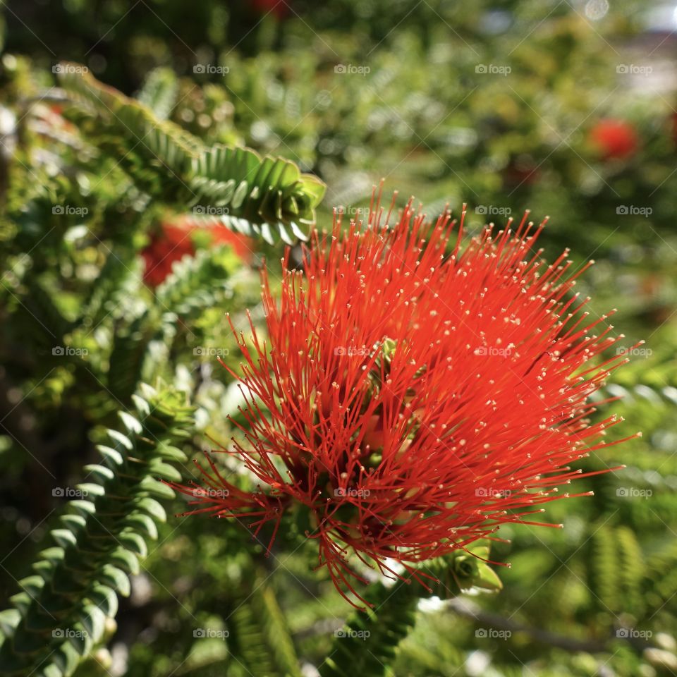 Western Australia red wildflower called crimson kunzea.