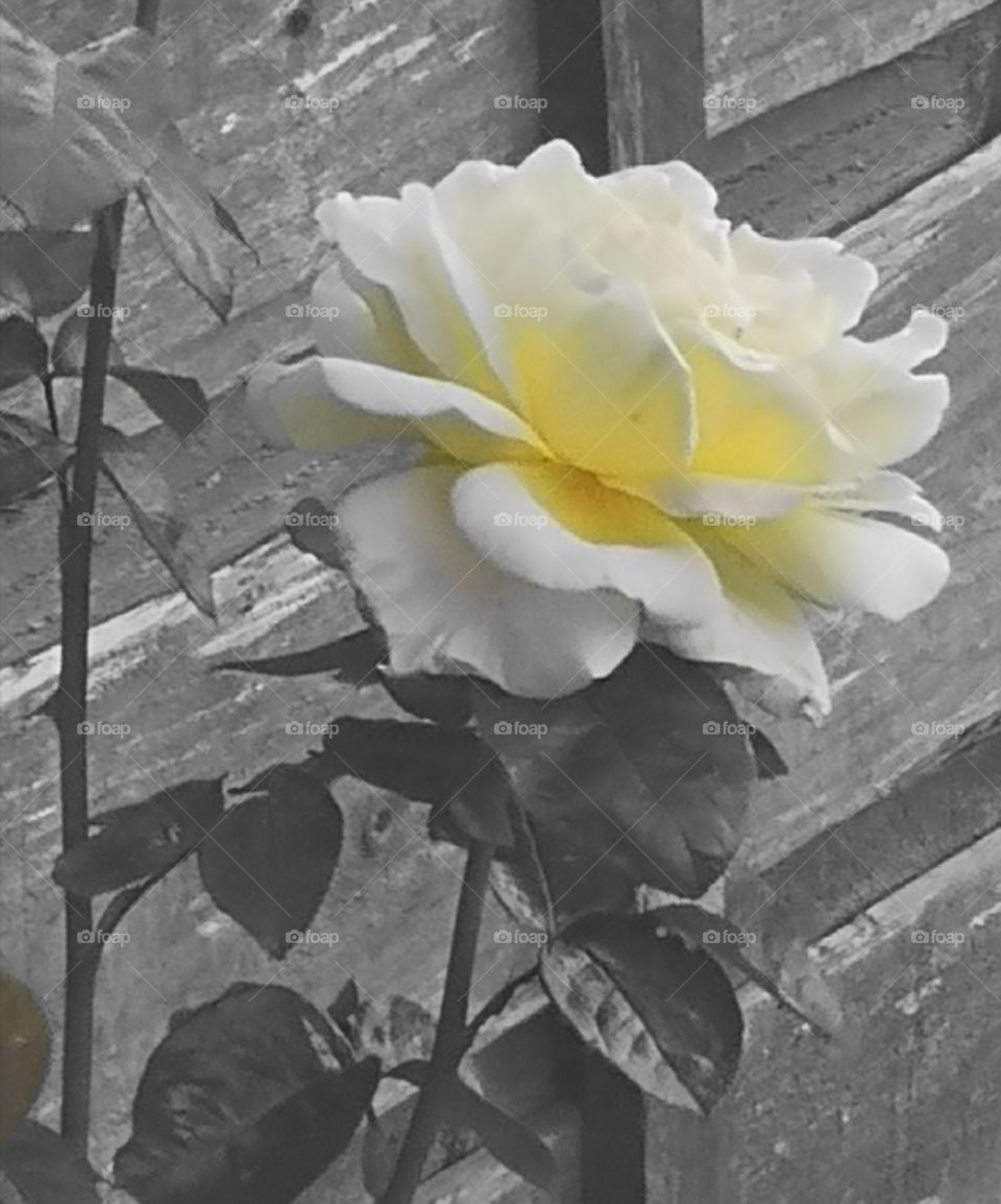 The Monochrome Rose