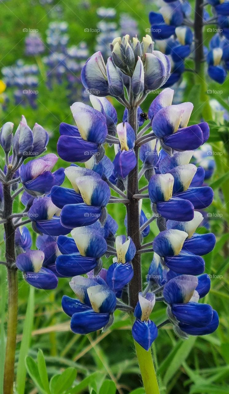 Alaskan Lupine