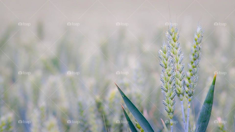 Beautiful, soft, purple and green corn in an Essex cornfield 