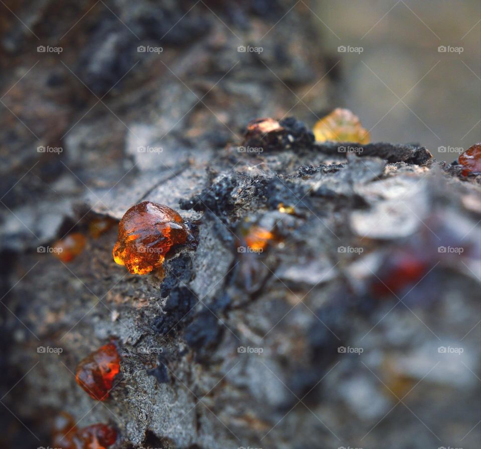 resin on a tree on the bark amber smudges buttons bright drops of resin