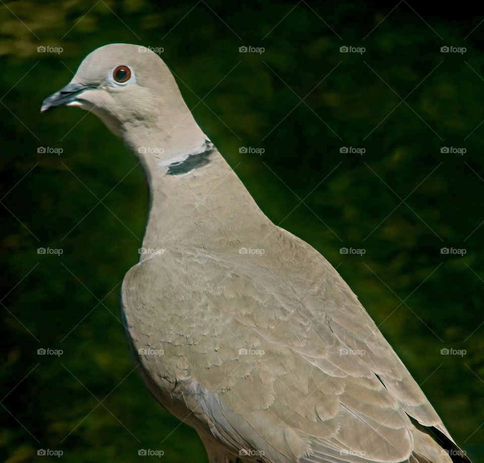 Dove Staring at Camera